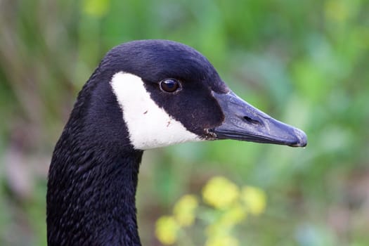 Cackling goose close-up