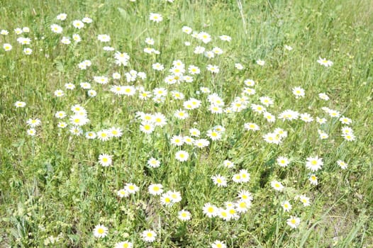 Daisies in a meadow on a background of green grass