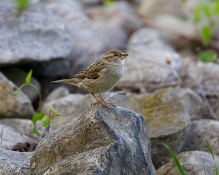 The sparrow's prey