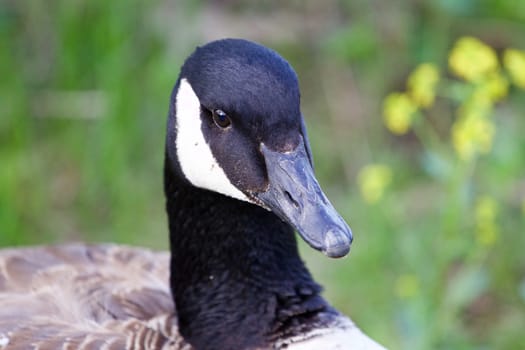 Serious cackling goose