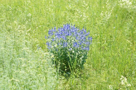 Blue flowers in the meadow on a background of green gras