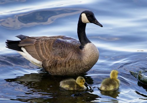 The mother goose is swimming with two children