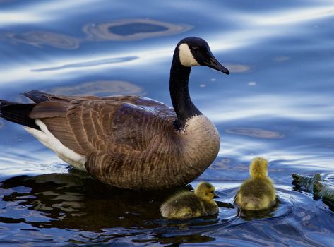 Teaching to swim from the cackling goose