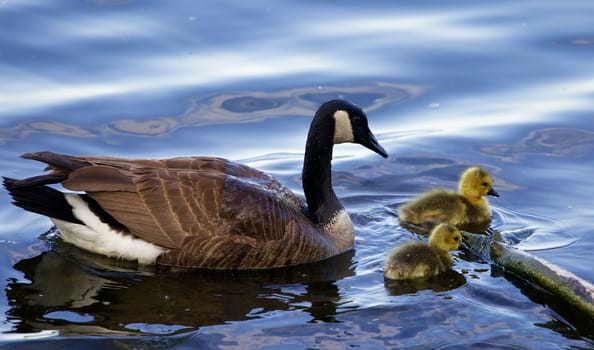 The mother's care from the cackling goose