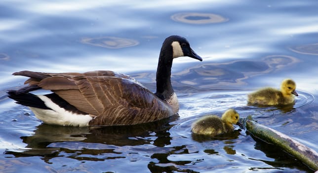 The family of a cackling geese