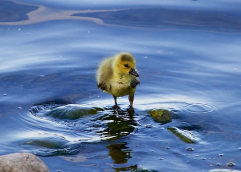 The solely chick of the goose in the water