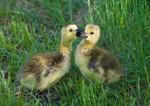 Love between young geese