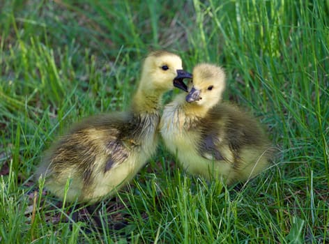 The young geese are kissing