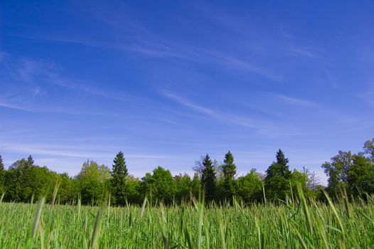 Field and forest conceptual image. Picture of green field and forest with blue sky in summer.