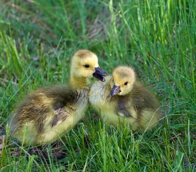 Young geese are talking