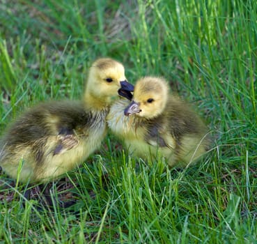 The love between young cackling geese