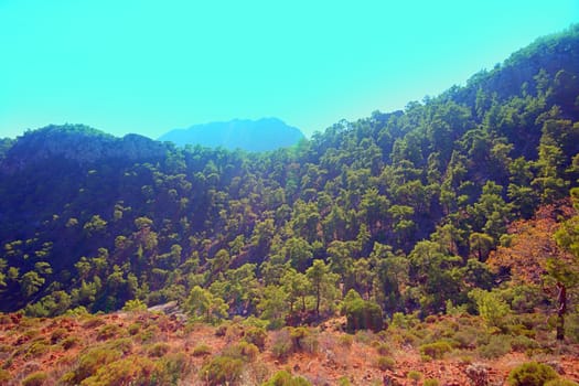 Mediterranean coniferous pine forests in the mountains