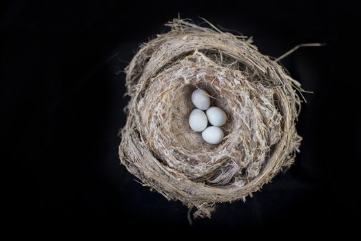 4 small bird eggs on a nest isolated over black