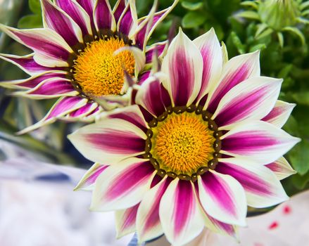 Big Kiss White Flame gazanias with bright white and purple petals around golden centre, a flower of the daisy family, also known as Treasure Flower.