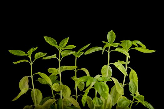 Basil plants growing isolated over black background