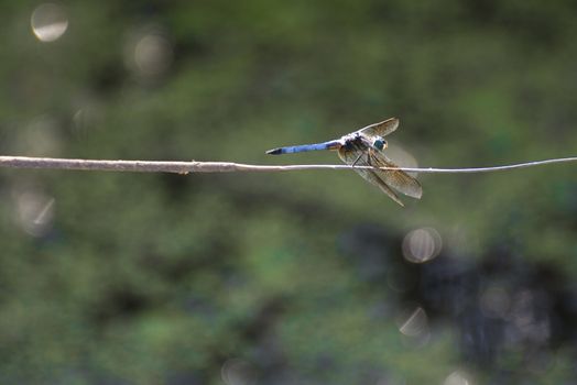 Detail of dragonfly perching on a branch