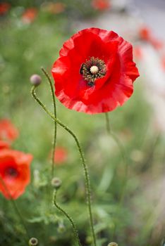 Detail of red poppy flower with shallow DOF