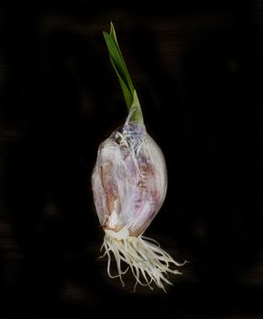 Detail of sprouted garlic bulb over black background