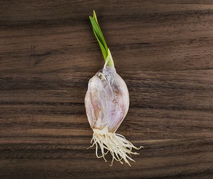 Garlic bulb sprouting with roots over wood background
