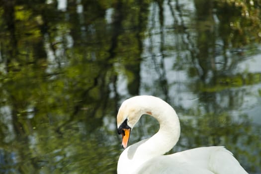 Swans in a pond float in search of food and rejoice to heat