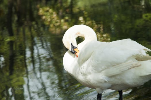 Swans in a pond float in search of food and rejoice to heat