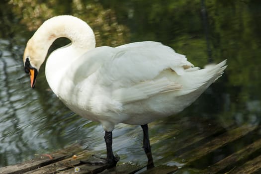 Swans in a pond float in search of food and rejoice to heat