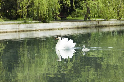 Swans in a pond float in search of food and rejoice to heat