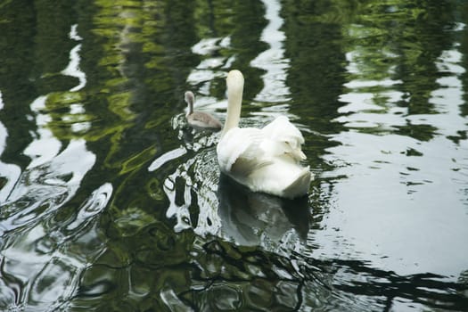 Swans in a pond float in search of food and rejoice to heat