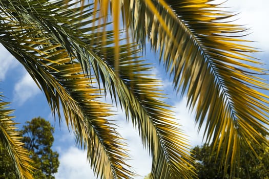 Palm trees and cypresses grow in park of the southern city on pleasure to people