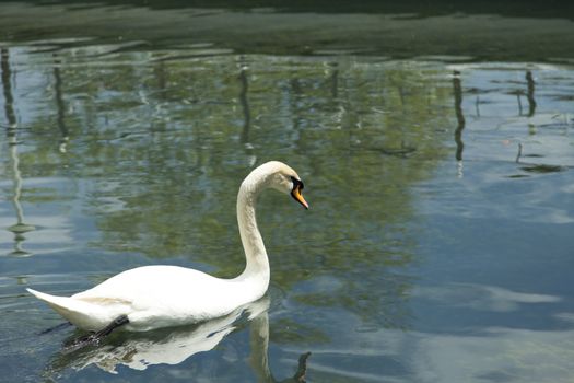 Swans in a pond float in search of food and rejoice to heat