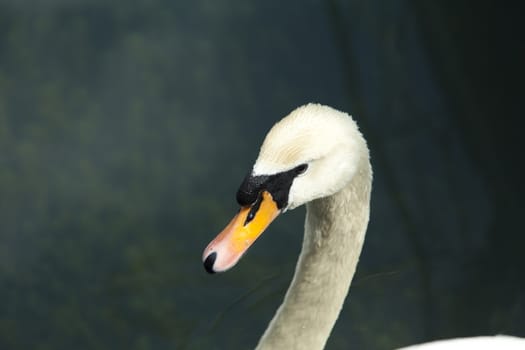 Swans in a pond float in search of food and rejoice to heat