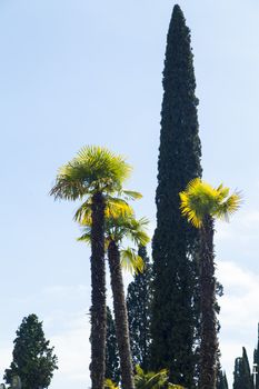 Palm trees and cypresses grow in the South and are pleasing to the eye beauty