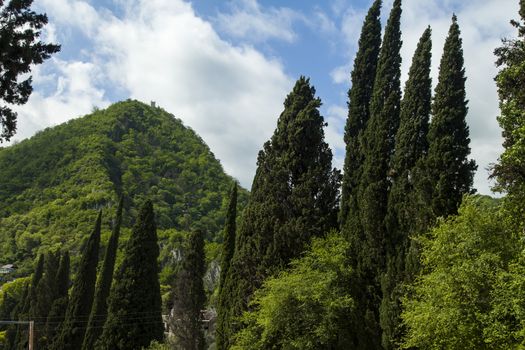 Palm trees and cypresses grow in the South and are pleasing to the eye beauty