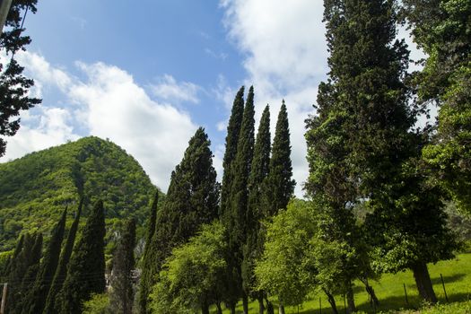 Palm trees and cypresses grow in the South and are pleasing to the eye beauty