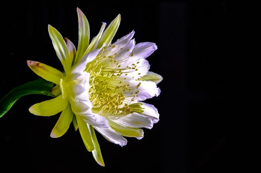 The beautiful large night blooming cereus flower on black background