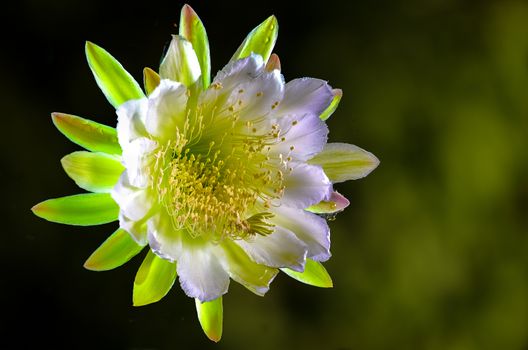 The beautiful large night blooming cereus flower on black background