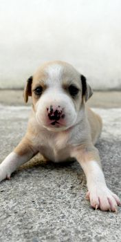 American Staffordshire cute terrier puppy , three weeks old