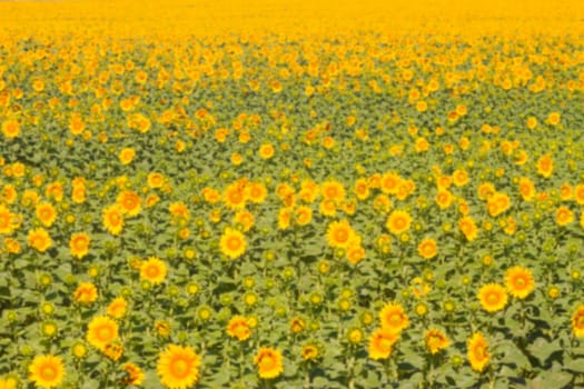 blurred field of sunflowers can be used as background