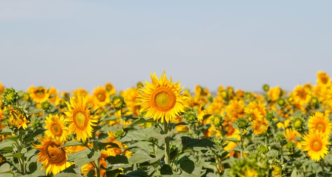 field of sunflowers can be used as background