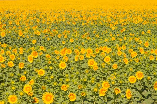 field of sunflowers can be used as background