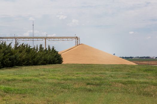 big pile of  hard red winter wheat at grain elevator at Kansas backcountry - agriculture landscape