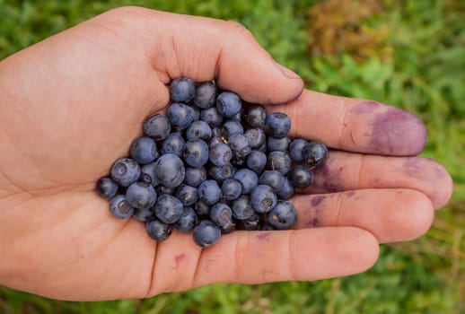 handful of fresh huckleberries collected in Carpathian mountains