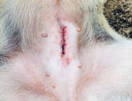 Normal wound after spaying female dog