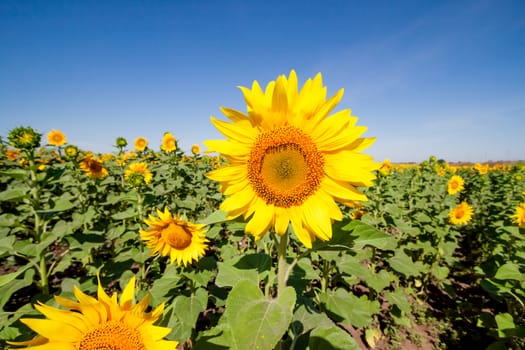 field of sunflowers can be used as background