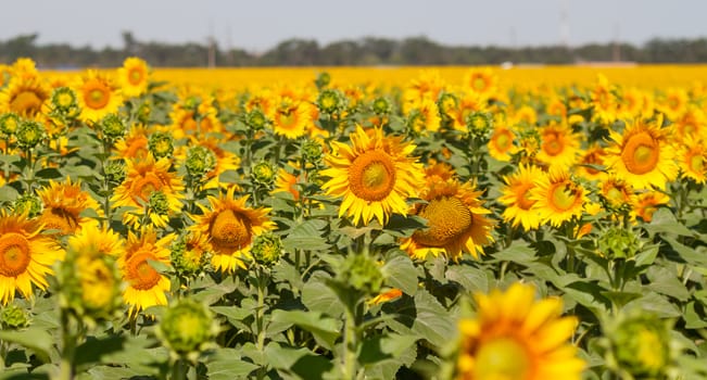 field of sunflowers can be used as background