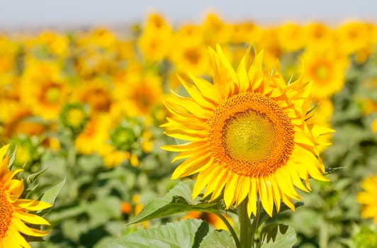 field of sunflowers can be used as background
