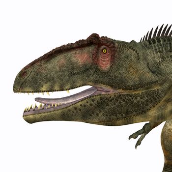 Giganotosaurus was a theropod carnivorous dinosaur that lived in the Cretaceous Period of Argentina.