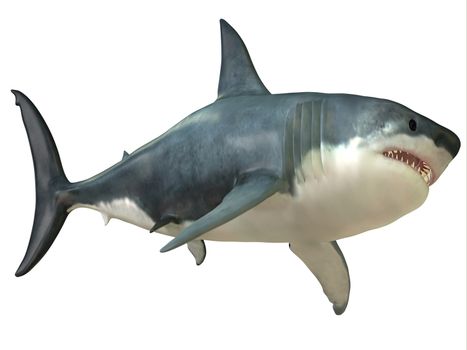 The Great White shark can grow over 8 meters or 26 feet and live to 70 years of age.