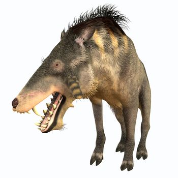 Entelodon was an omnivorous pig that lived in Europe and Asia in the Eocene through the Oligocene Periods.