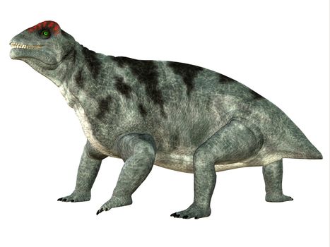 Moschops was a primeval herbivorous dinosaur that lived in South Africa in the Permian Period.